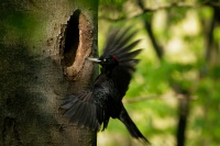 Datel cerny - Dryocopus martius - Black Woodpecker 1495